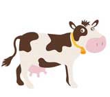 bapteme vache